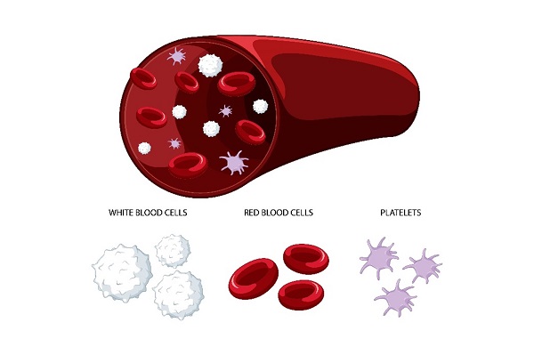 blood cells